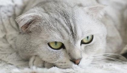 开云线上入口-卡纳瓦罗：我是有雄心的人 所有努力为执教皇马
